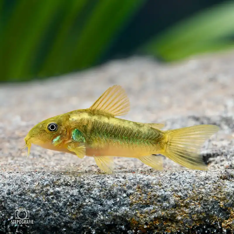 Green Stripe Panzerwels DNZ (Corydoras venezuelanus green stripe) Jetzt Kaufen